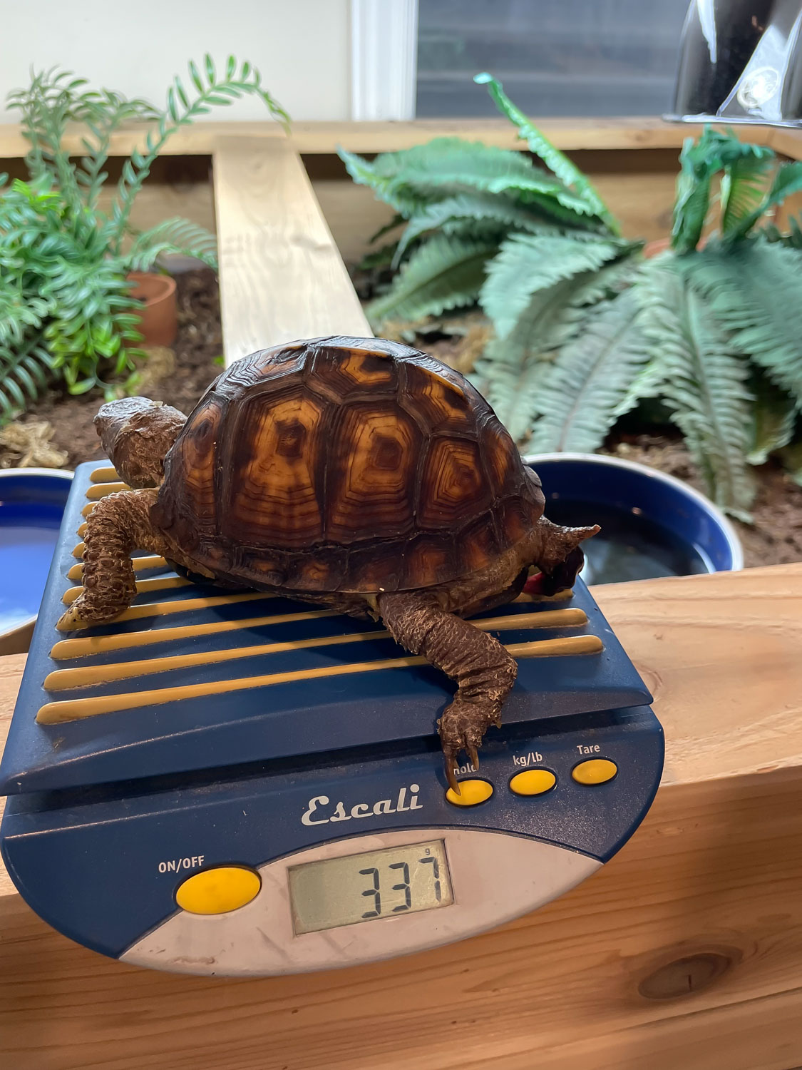 2018, Shelly, pooping on the scale